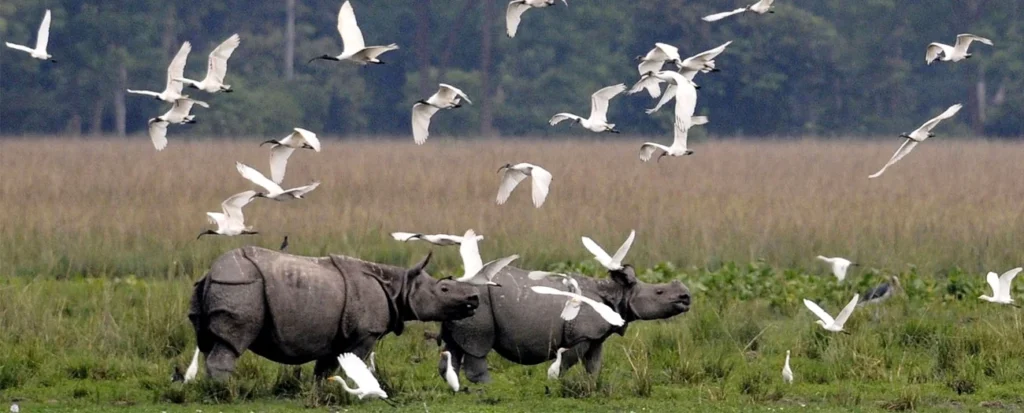 kaziranga national park