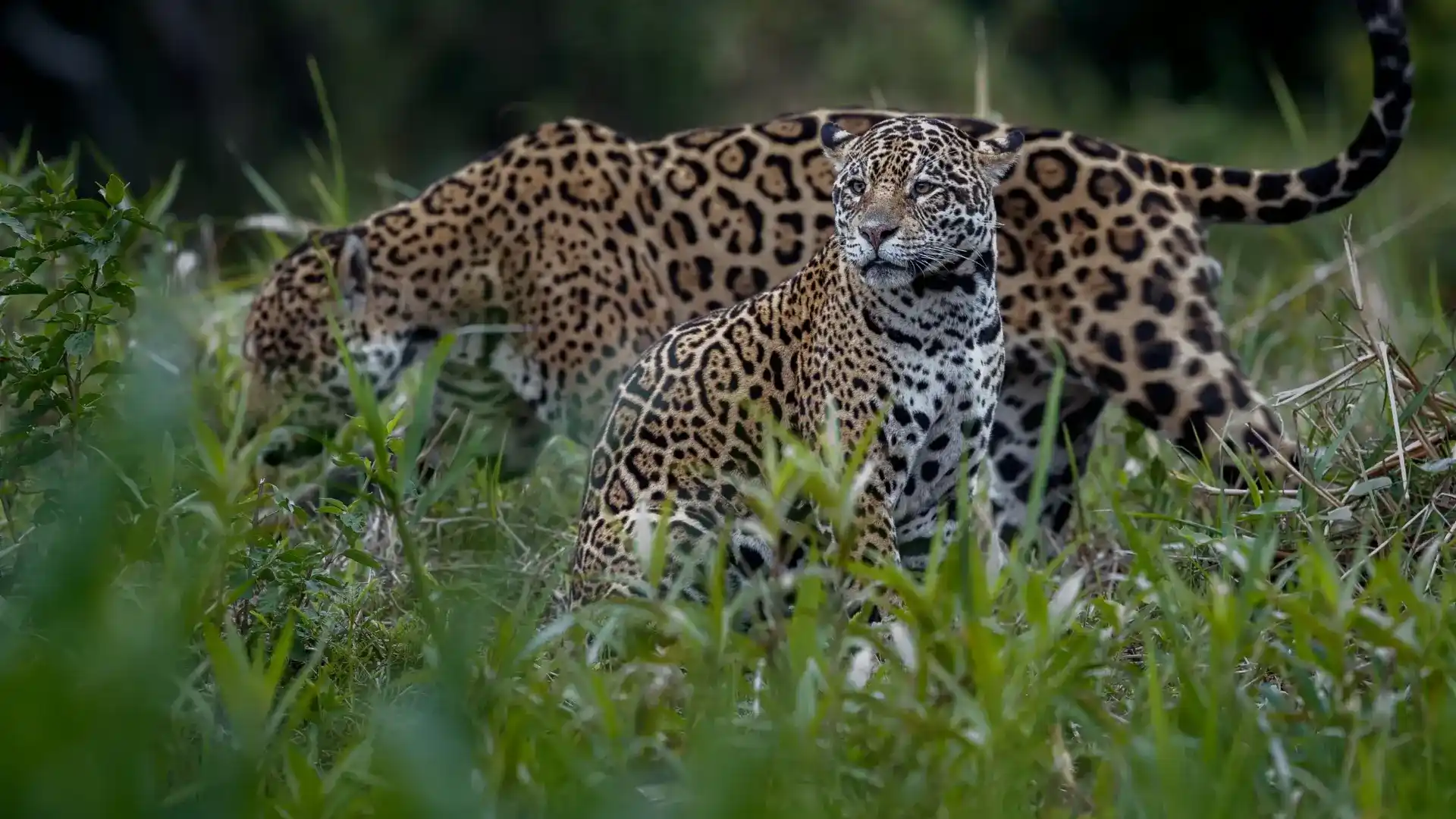 jawai-leopard-img1_11zon