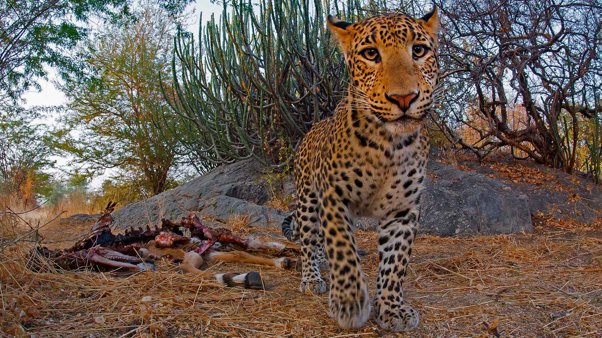 jawai leopard safari_11zon